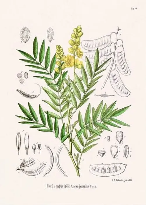 Framed Print : Vintage Botanical illustration from a 19th-century German Book, depicting Medicinal Plants Framed Print : Vintage Botanical illustration from a 19th-century German Book, depicting Medicinal Plants