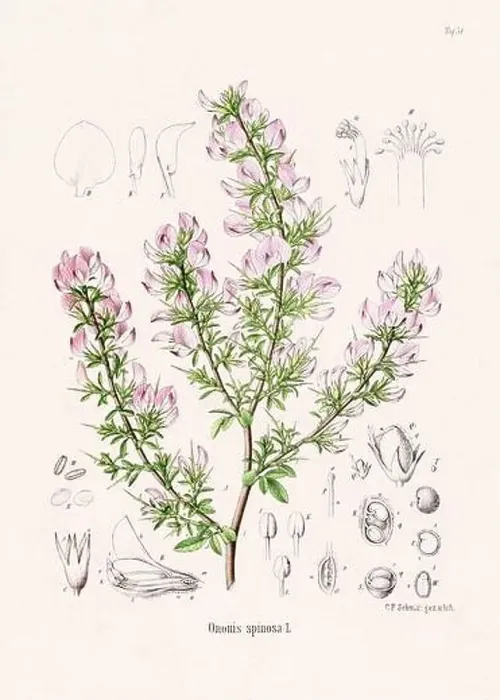 Framed Print : Vintage Botanical illustration from a 19th-century German Book, depicting Medicinal Plants Framed Print : Vintage Botanical illustration from a 19th-century German Book, depicting Medicinal Plants