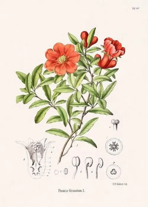 Framed Print : Vintage Botanical illustration from a 19th-century German Book, depicting Medicinal Plants Framed Print : Vintage Botanical illustration from a 19th-century German Book, depicting Medicinal Plants