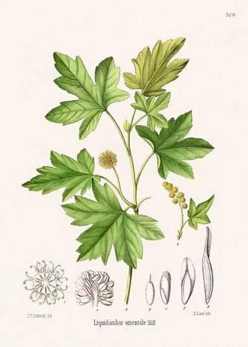 Framed Print : Vintage Botanical illustration from a 19th-century German Book, depicting Medicinal Plants Framed Print : Vintage Botanical illustration from a 19th-century German Book, depicting Medicinal Plants
