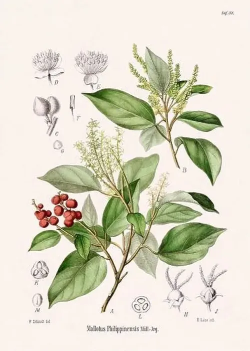 Framed Print : Vintage Botanical illustration from a 19th-century German Book, depicting Medicinal Plants Framed Print : Vintage Botanical illustration from a 19th-century German Book, depicting Medicinal Plants