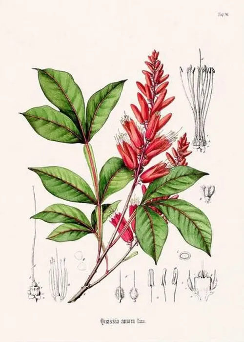 Framed Print : Vintage Botanical illustration from a 19th-century German Book, depicting Medicinal Plants Framed Print : Vintage Botanical illustration from a 19th-century German Book, depicting Medicinal Plants