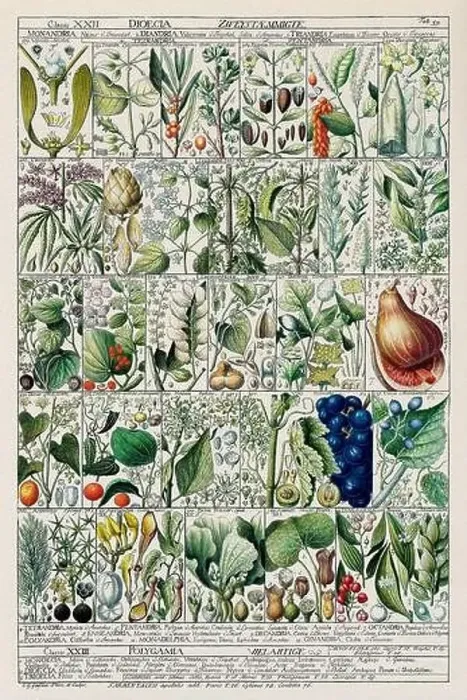 Framed Print : Vintage Botanical illustration Framed Print : Vintage Botanical illustration