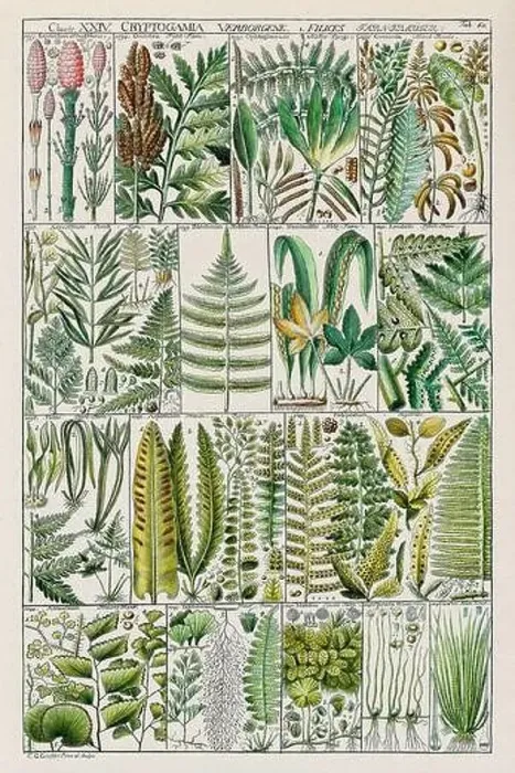 Framed Print : Vintage Botanical illustration Framed Print : Vintage Botanical illustration