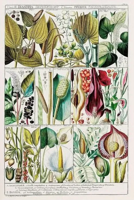 Framed Print : Vintage Botanical illustration Framed Print : Vintage Botanical illustration