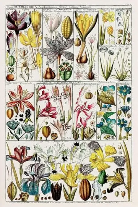 Framed Print : Vintage Botanical illustration Framed Print : Vintage Botanical illustration