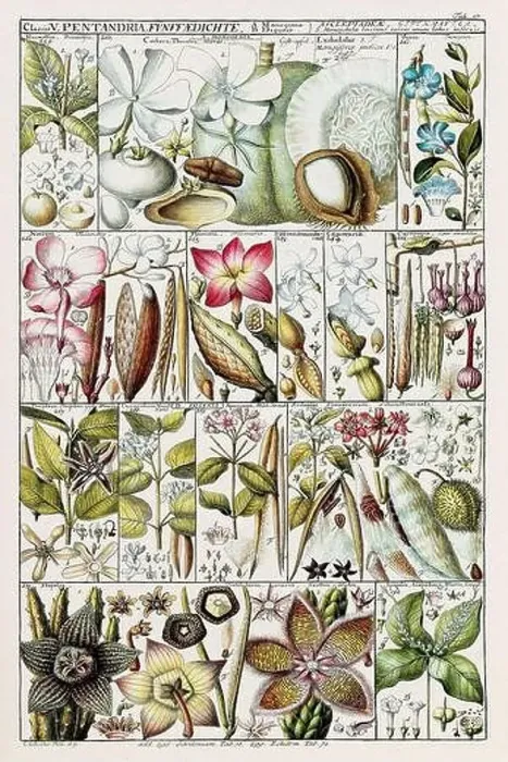 Framed Print : Vintage Botanical illustration Framed Print : Vintage Botanical illustration