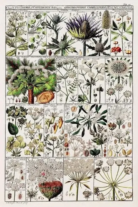 Framed Print : Vintage Botanical illustration Framed Print : Vintage Botanical illustration