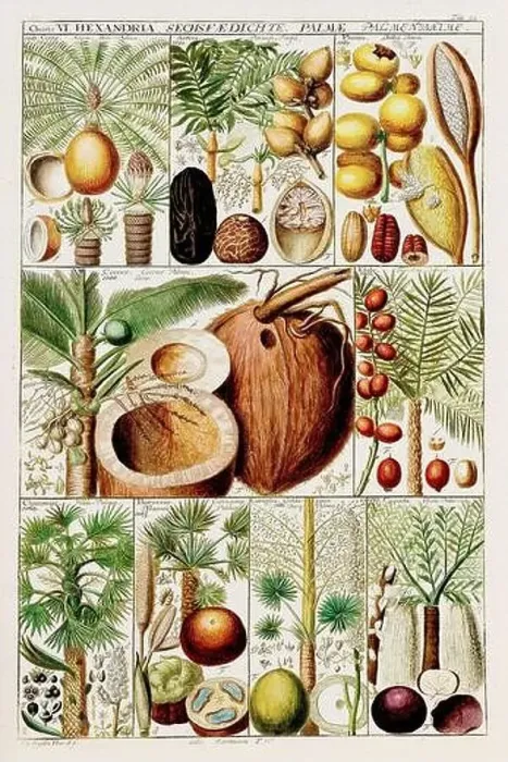 Framed Print : Vintage Botanical illustration Framed Print : Vintage Botanical illustration