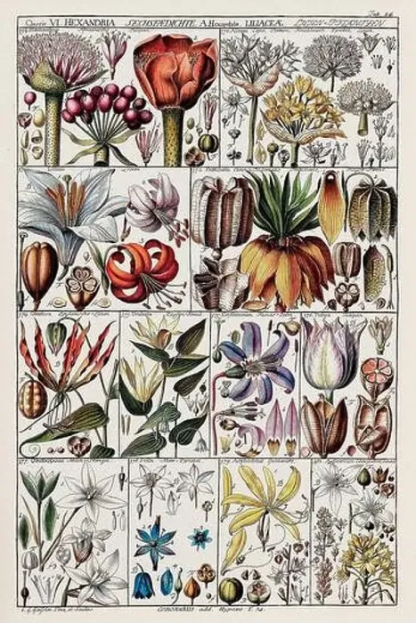 Framed Print : Vintage Botanical illustration Framed Print : Vintage Botanical illustration