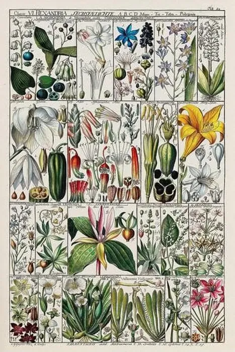 Framed Print : Vintage Botanical illustration Framed Print : Vintage Botanical illustration
