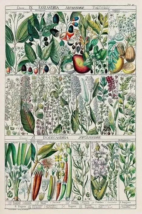 Framed Print : Vintage Botanical illustration Framed Print : Vintage Botanical illustration