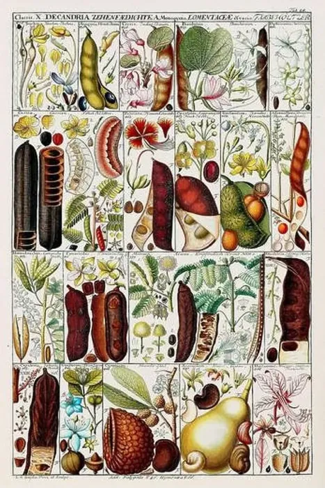 Framed Print : Vintage Botanical illustration Framed Print : Vintage Botanical illustration