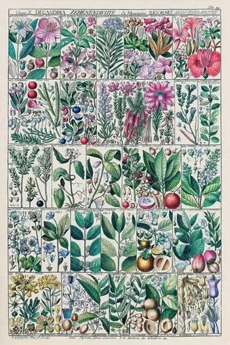 Framed Print : Vintage Botanical illustration Framed Print : Vintage Botanical illustration
