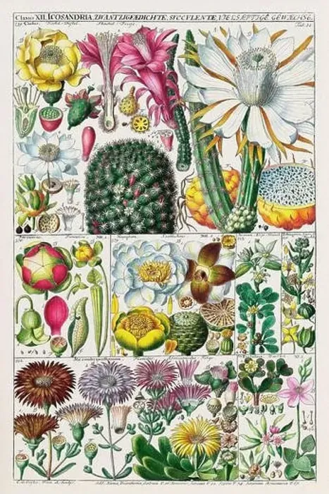 Framed Print : Vintage Botanical illustration Framed Print : Vintage Botanical illustration
