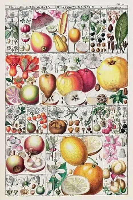 Framed Print : Vintage Botanical illustration Framed Print : Vintage Botanical illustration
