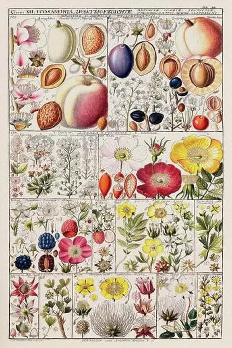 Framed Print : Vintage Botanical illustration Framed Print : Vintage Botanical illustration