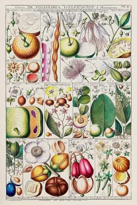 Framed Print : Vintage Botanical illustration Framed Print : Vintage Botanical illustration