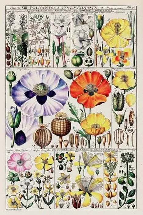 Framed Print : Vintage Botanical illustration Framed Print : Vintage Botanical illustration