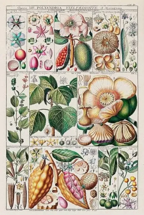 Framed Print : Vintage Botanical illustration Framed Print : Vintage Botanical illustration