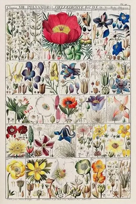 Framed Print : Vintage Botanical illustration Framed Print : Vintage Botanical illustration