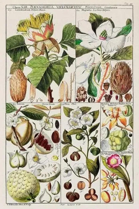 Framed Print : Vintage Botanical illustration Framed Print : Vintage Botanical illustration
