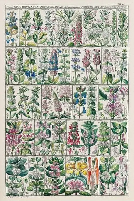 Framed Print : Vintage Botanical illustration Framed Print : Vintage Botanical illustration