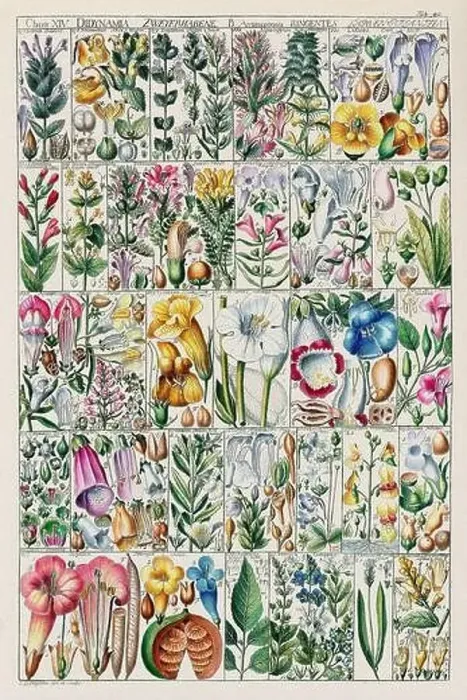 Framed Print : Vintage Botanical illustration Framed Print : Vintage Botanical illustration