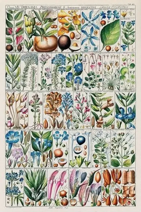 Framed Print : Vintage Botanical illustration Framed Print : Vintage Botanical illustration