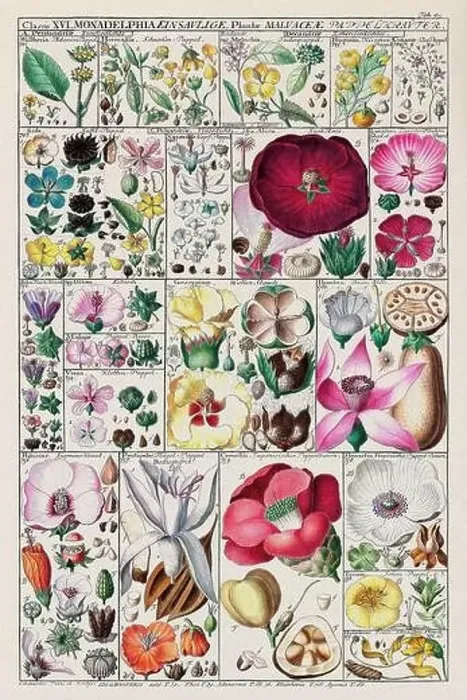 Framed Print : Vintage Botanical illustration Framed Print : Vintage Botanical illustration