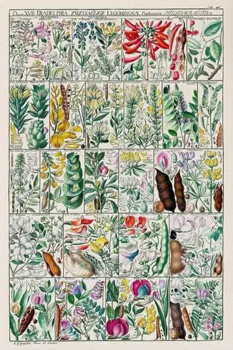 Framed Print : Vintage Botanical illustration Framed Print : Vintage Botanical illustration