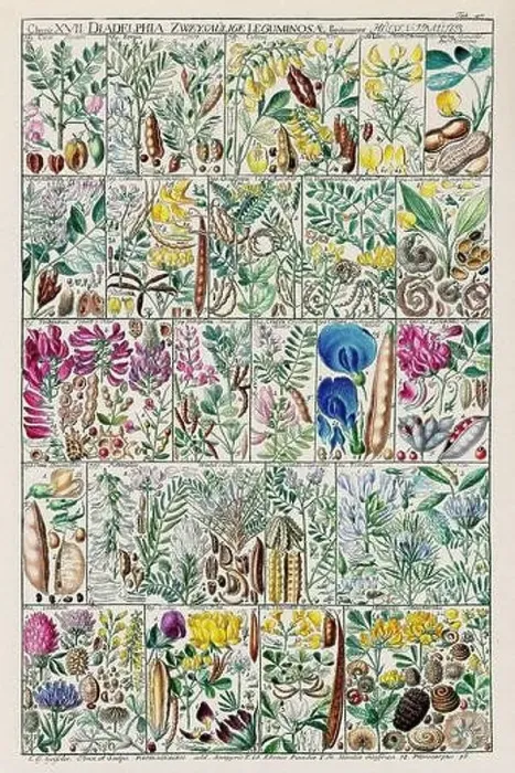Framed Print : Vintage Botanical illustration Framed Print : Vintage Botanical illustration
