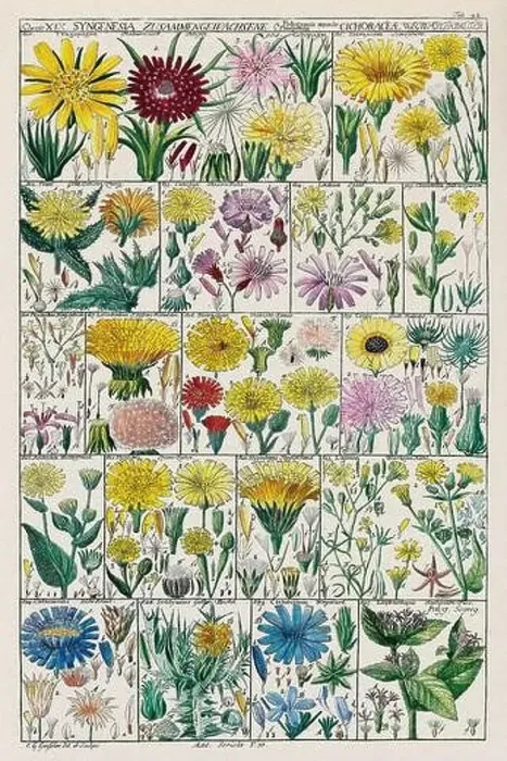 Framed Print : Vintage Botanical illustration Framed Print : Vintage Botanical illustration