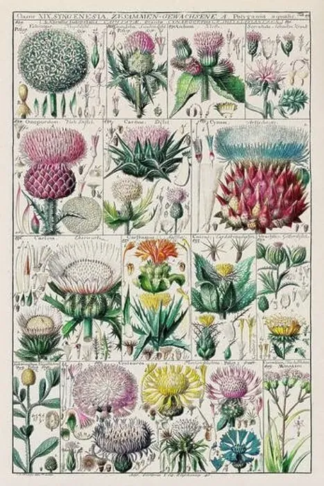 Framed Print : Vintage Botanical illustration Framed Print : Vintage Botanical illustration