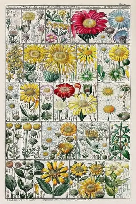 Framed Print : Vintage Botanical illustration Framed Print : Vintage Botanical illustration