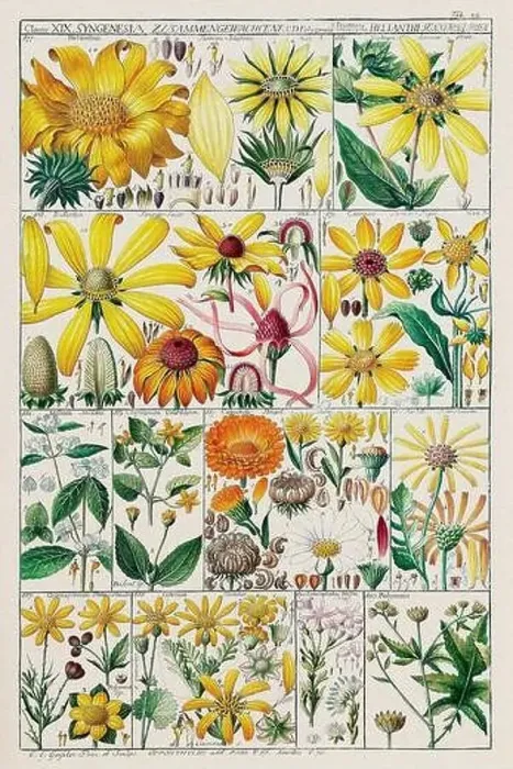 Framed Print : Vintage Botanical illustration Framed Print : Vintage Botanical illustration