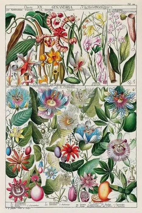 Framed Print : Vintage Botanical illustration Framed Print : Vintage Botanical illustration