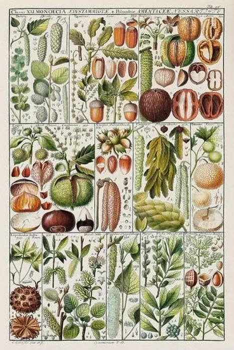 Framed Print : Vintage Botanical illustration