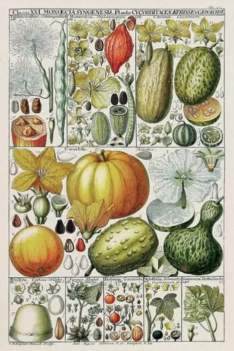 Framed Print : Vintage Botanical illustration Framed Print : Vintage Botanical illustration