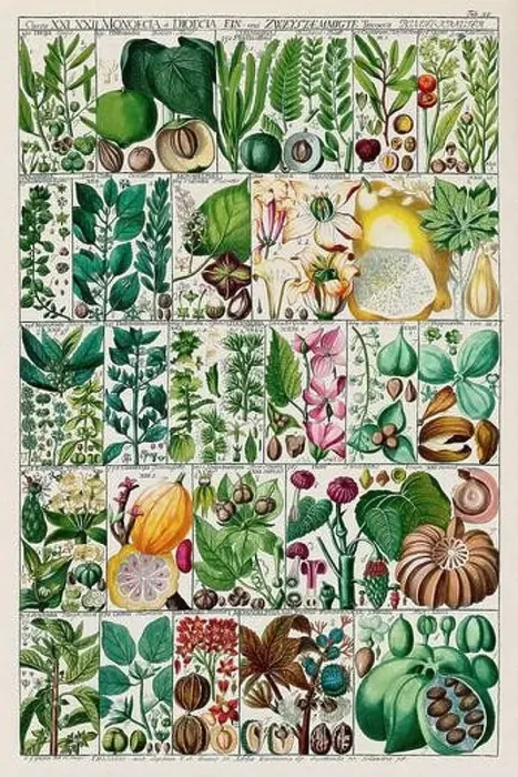 Framed Print : Vintage Botanical illustration Framed Print : Vintage Botanical illustration