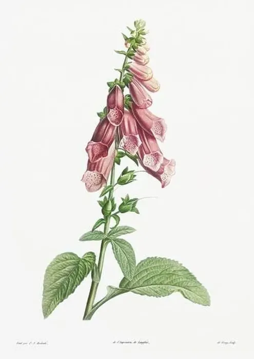Framed Print : Vintage botanical illustration. 19th-century botanical art depicting the physiology of plants and flowers. Circa 1805 Framed Print : Vintage botanical illustration. 19th-century botanical art depicting the physiology of plants and flowers. Circa 1805