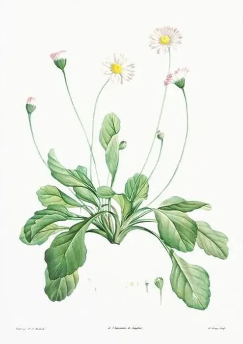 Framed Print : Vintage botanical illustration. 19th-century botanical art depicting the physiology of plants and flowers. Circa 1805 Framed Print : Vintage botanical illustration. 19th-century botanical art depicting the physiology of plants and flowers. Circa 1805