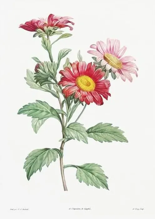 Framed Print : Vintage botanical illustration. 19th-century botanical art depicting the physiology of plants and flowers. Circa 1805 Framed Print : Vintage botanical illustration. 19th-century botanical art depicting the physiology of plants and flowers. Circa 1805