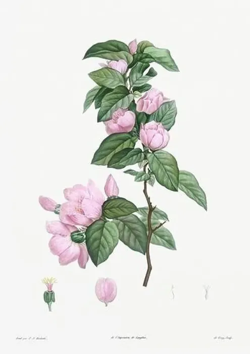 Framed Print : Vintage botanical illustration. 19th-century botanical art depicting the physiology of plants and flowers. Circa 1805 Framed Print : Vintage botanical illustration. 19th-century botanical art depicting the physiology of plants and flowers. Circa 1805