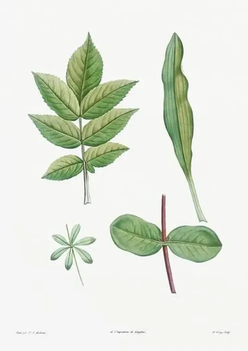 Framed Print : Vintage botanical illustration. 19th-century botanical art depicting the physiology of plants and flowers. Circa 1805 Framed Print : Vintage botanical illustration. 19th-century botanical art depicting the physiology of plants and flowers. Circa 1805