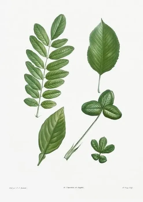 Framed Print : Vintage botanical illustration. 19th-century botanical art depicting the physiology of plants and flowers. Circa 1805