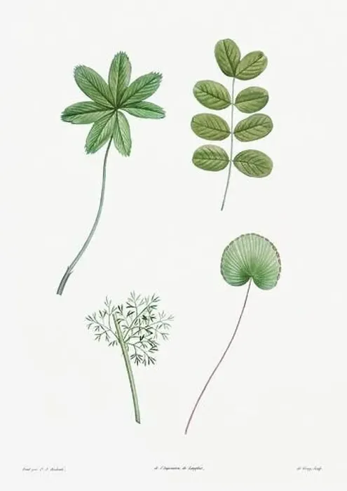Framed Print : Vintage botanical illustration. 19th-century botanical art depicting the physiology of plants and flowers. Circa 1805 Framed Print : Vintage botanical illustration. 19th-century botanical art depicting the physiology of plants and flowers. Circa 1805