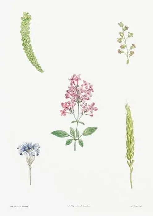 Framed Print : Vintage botanical illustration. 19th-century botanical art depicting the physiology of plants and flowers. Circa 1805 Framed Print : Vintage botanical illustration. 19th-century botanical art depicting the physiology of plants and flowers. Circa 1805