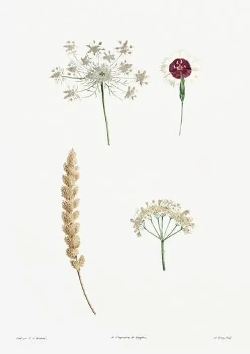 Framed Print : Vintage botanical illustration. 19th-century botanical art depicting the physiology of plants and flowers. Circa 1805 Framed Print : Vintage botanical illustration. 19th-century botanical art depicting the physiology of plants and flowers. Circa 1805