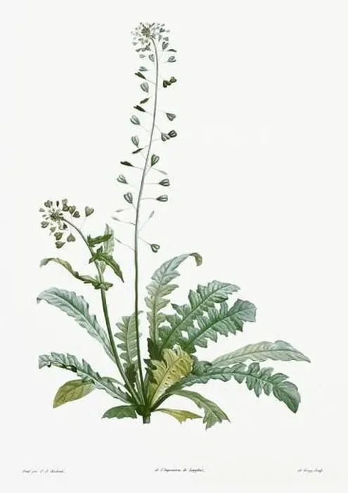 Framed Print : Vintage botanical illustration. 19th-century botanical art depicting the physiology of plants and flowers. Circa 1805 Framed Print : Vintage botanical illustration. 19th-century botanical art depicting the physiology of plants and flowers. Circa 1805